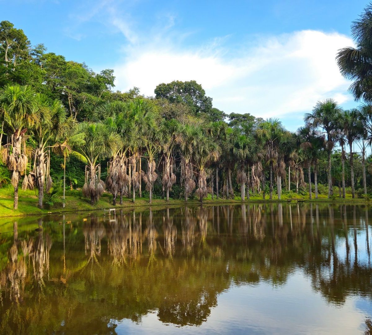 Amazonas Todo Incluido